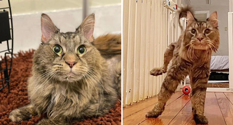 Cat Wins the Hearts of the People Who Adopted Her & Makes Up for Missed Dog