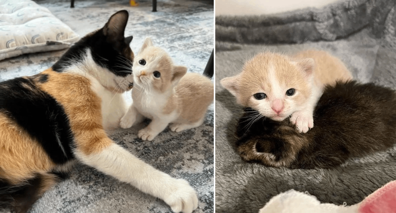 Cat and her sole kitten adopt a different kitten, giving her a better life