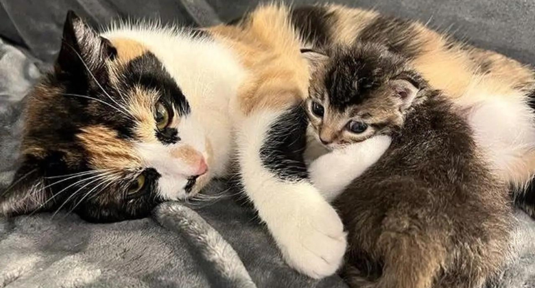 Cat and her sole kitten adopt a different kitten, giving her a better life