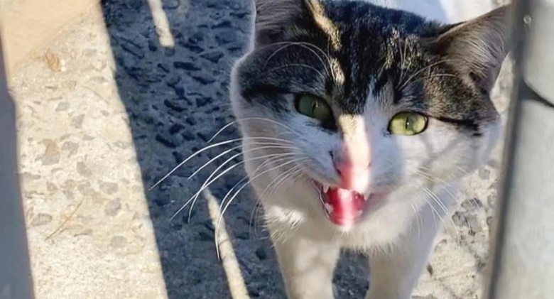 Cat approaches people and begs them to take him home after weeks of roaming free