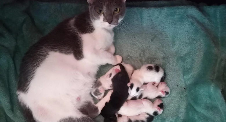 Cat is taken to a rescue organisation for assistance, and a few days later she gives birth to six kittens