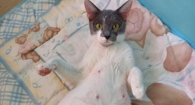 Cat is taken to a rescue organisation for help, and a few days later she gives birth to six kittens