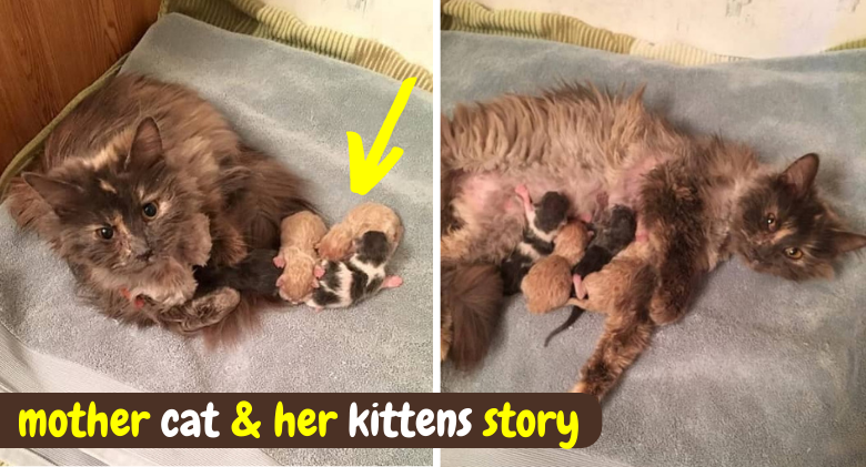 Cat only began eating after giving birth to her kittens