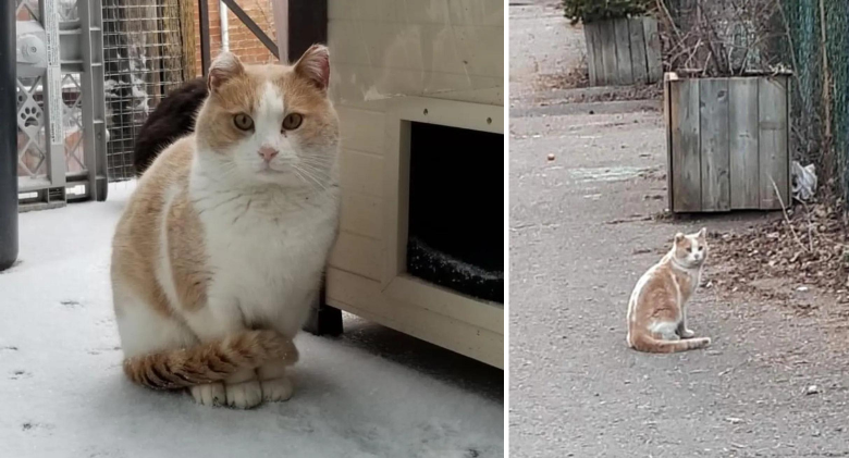 Cat, who has spent most of his life roaming the streets, appears at a window