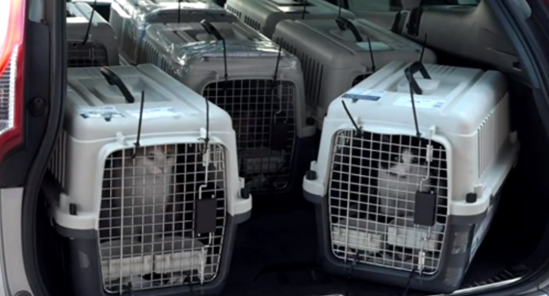 Cats and kittens rescued in Ukraine are hoping to find new homes in the United States