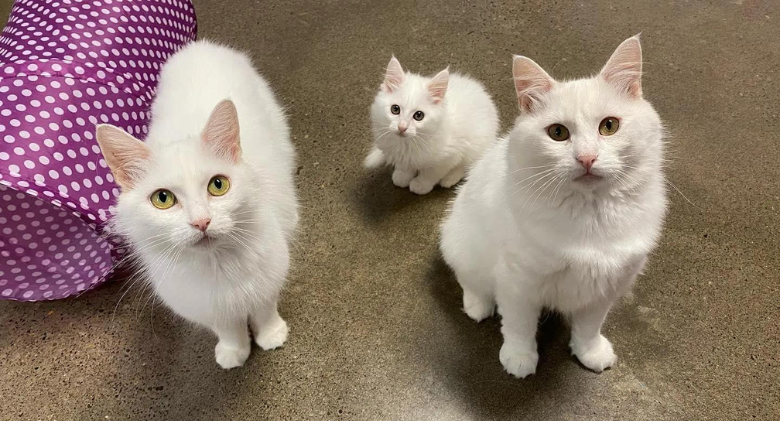 Cats found behind a house raise their young and search for a home 