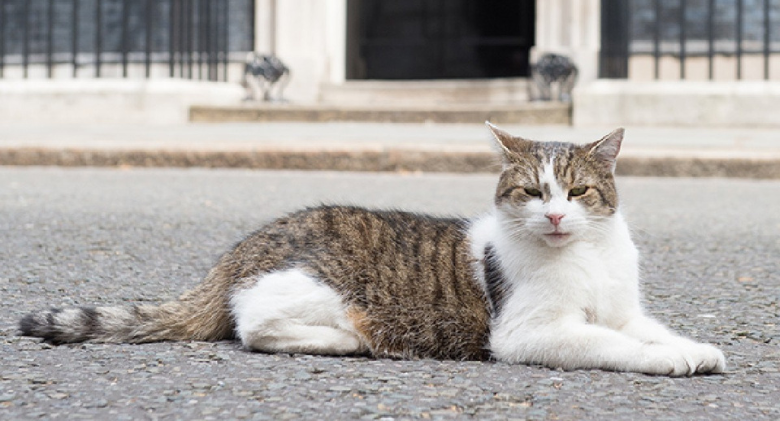 Celebrating 10 Years As the "Official Mouser" of the Country, Larry the Cat