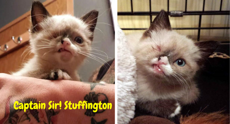 Chief Stuffington, a.k.a. The kitten survived a raccoon attack!