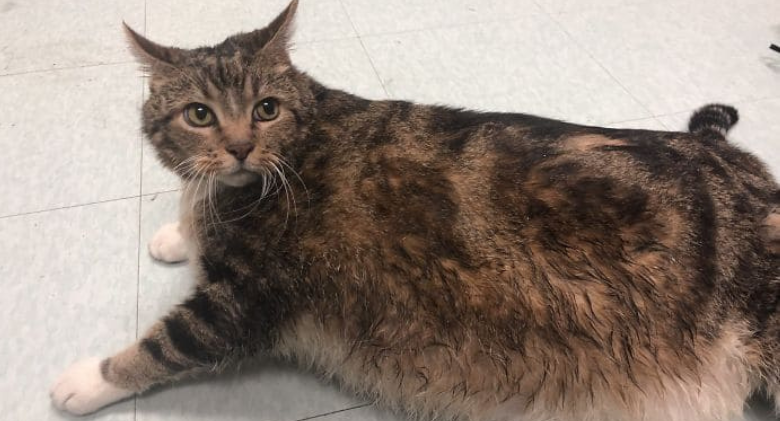 Chonk Cat, 30 Lbs, Gets New Owners Willing To Help Her Get Well