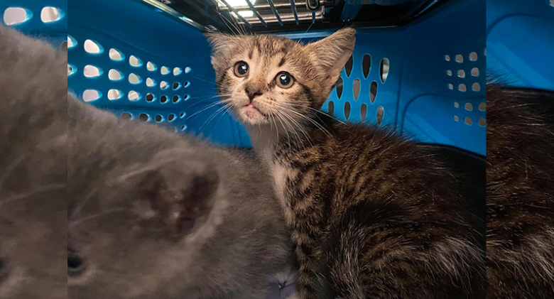 Chris the Cat Rescues Kitten Siblings Who Are Howling for Their Missing Mom