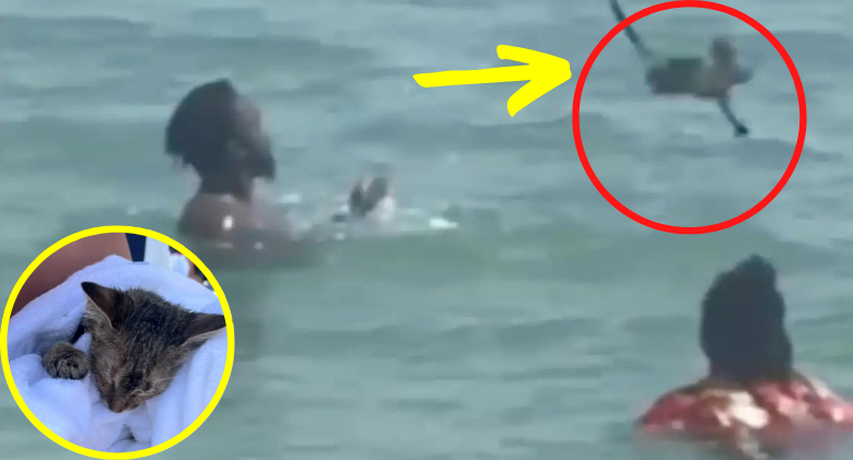 Couple caught on camera abusing and hurling a kitten on a Florida beach