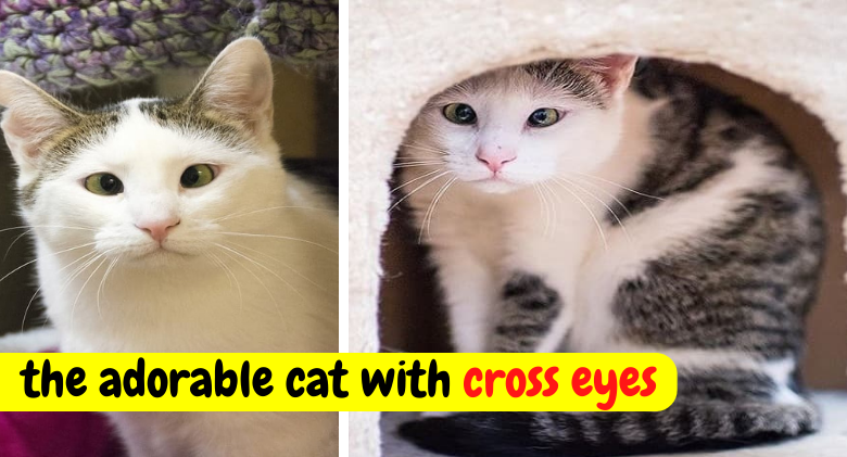 Cross-Eyed Kitty was terrified until she was shown love for the first time!