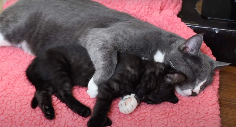 Cute tiny kitten is cuddled by a sweet cat while he sleeps