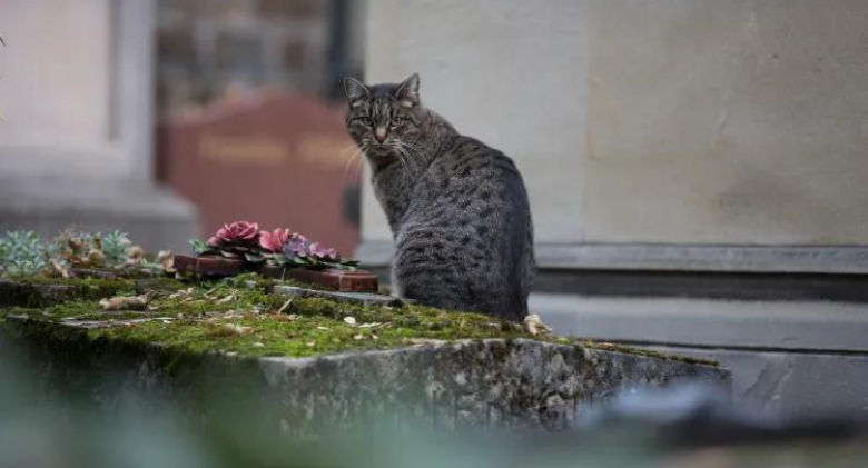 Dedicated Cat Brings Gifts to Human's Grave Because He Loves Him So Much!