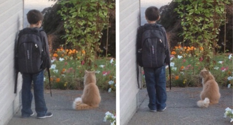 Dedicated Family Everyday, Cat Watches a Child Leave for School, and Then...