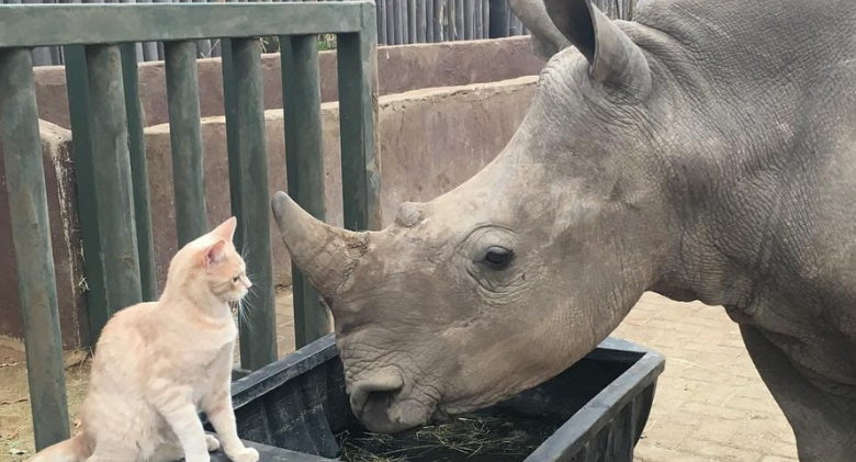 Dedicated Friendship Grows Between Brave Cat And Baby Rhino