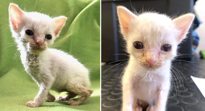 Despite being just a quarter the size of what he should be, the kitten grows into a cat