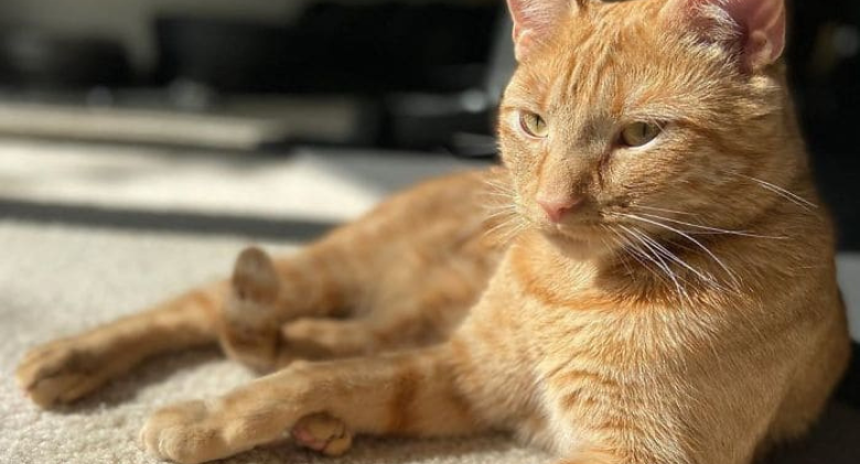 Discreet Cat Raids The Fridge Through The Door's Crack