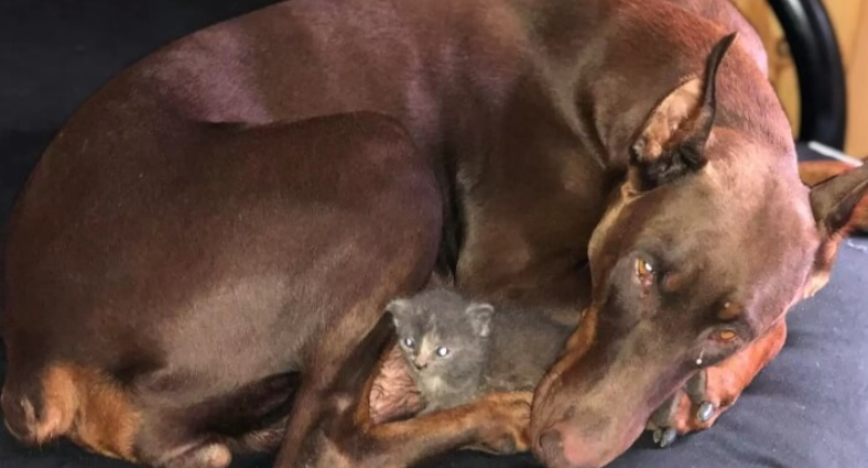 Doberman Dog Nurtures Tiny Orphaned Kitten Alongside Her Puppies