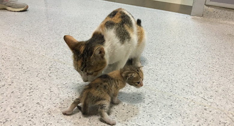 Doctors Rush to Help When Mother Cat Brings Her Sick Kitten to the Hospital