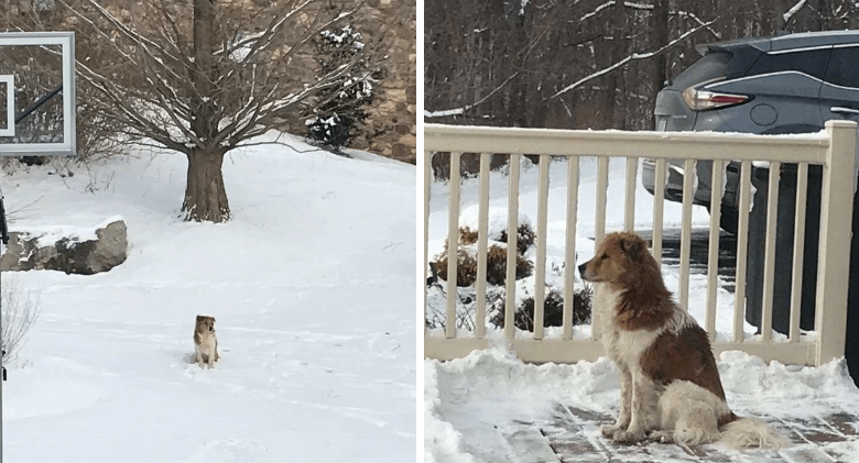 Dog Left Alone In Park Refused Assistance For Days