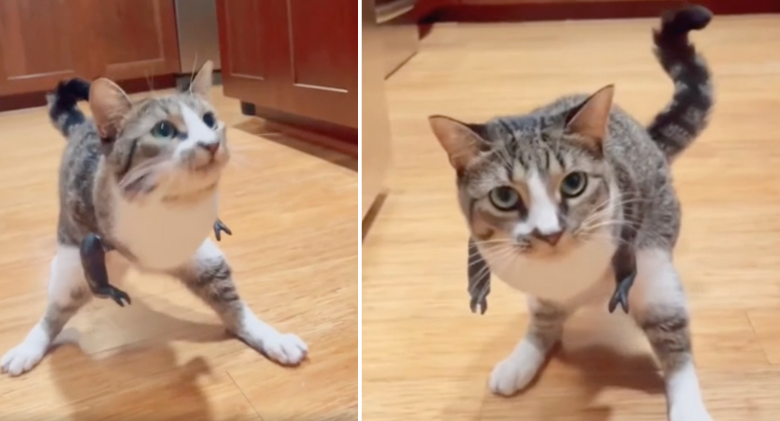 Duck the Kitten Has Perfectly Adjusted to Life on Two Legs