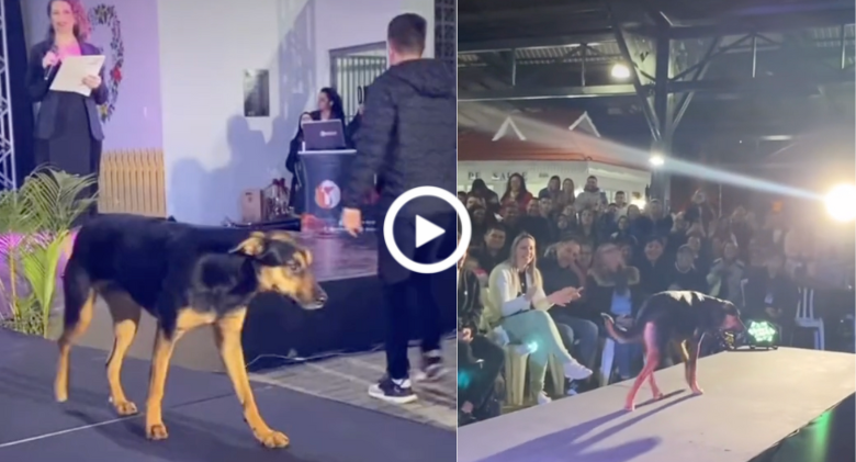 During a beauty pageant, a dog storms the catwalk and steals the show