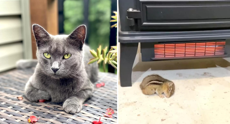 During a storm, a rescue cat spots a chipmunk outside and knows just what to do