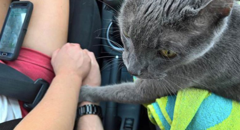 During his final trip to the clinic, this dying cat is gripping the hand of his best friend