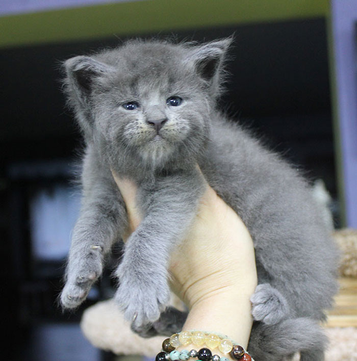 a-whole-litter-of-maine-coon-kittens-were-born-with-cute-grumpy