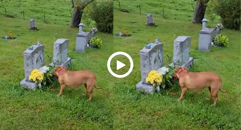 Emotional Puppy Is able to pinpoint the grave of his deceased grandma