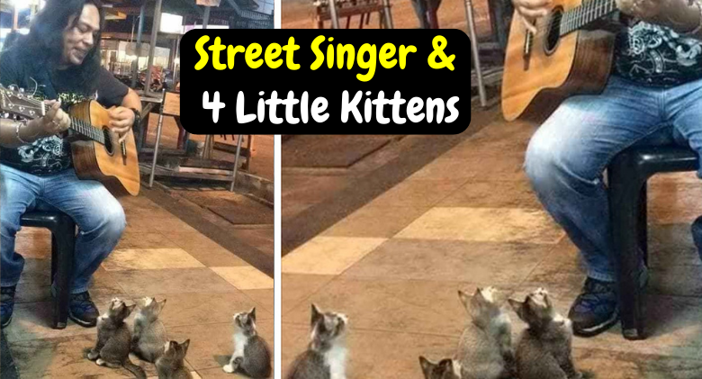 Everyone ignored the street performer until four kittens showed up to show their support