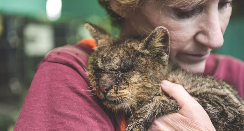 Everyone was afraid to touch this sick cat, but one woman was unconcerned