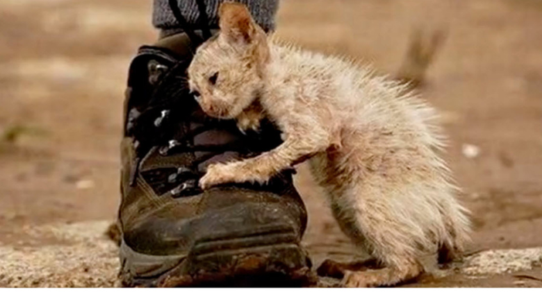 Everyone was warned "not to touch" this cat, but one man disregarded the warnings