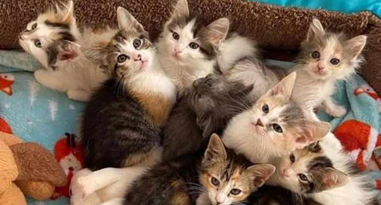 Everything changes when a kitten is accepted by a cat and her eight kittens
