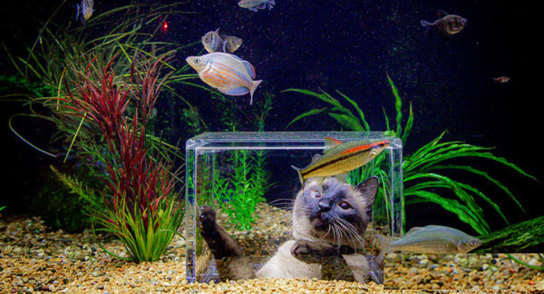 Family Creates a Custom Aquarium for Their Fish-Obsessed Cat