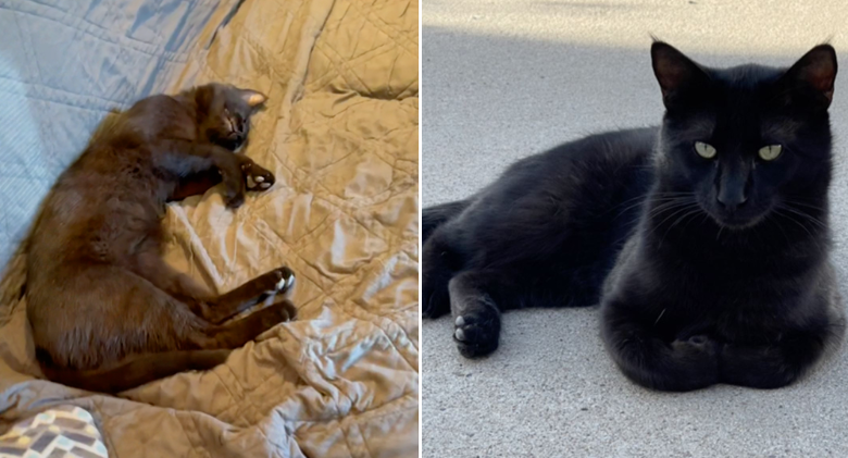 Family Discovers Stray Black Cat "Jack" Dozing in Den and Says, "We Do Not Own a Cat"