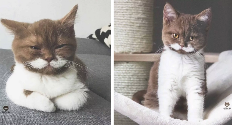 Family Is Adored by Kitten with the Perfect Moustache
