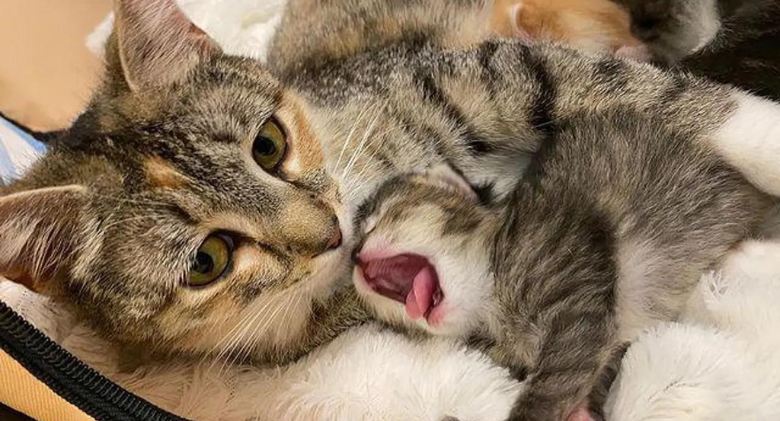 Family dog befriends cat and decides to help watch her needy kittens