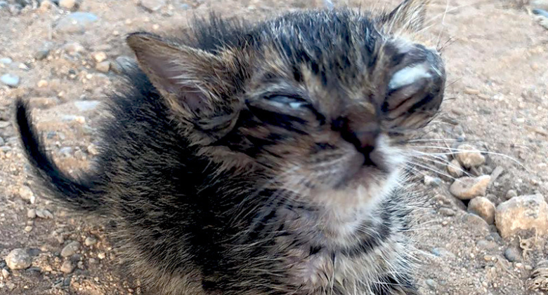 Female Vacationer Rescues Blind Kitten Lukas, Reunites 1,800 Miles Away in Sweden