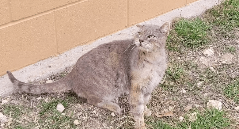 Finally, the senior shelter cat that no one wanted to pet receives the best head scratches ever