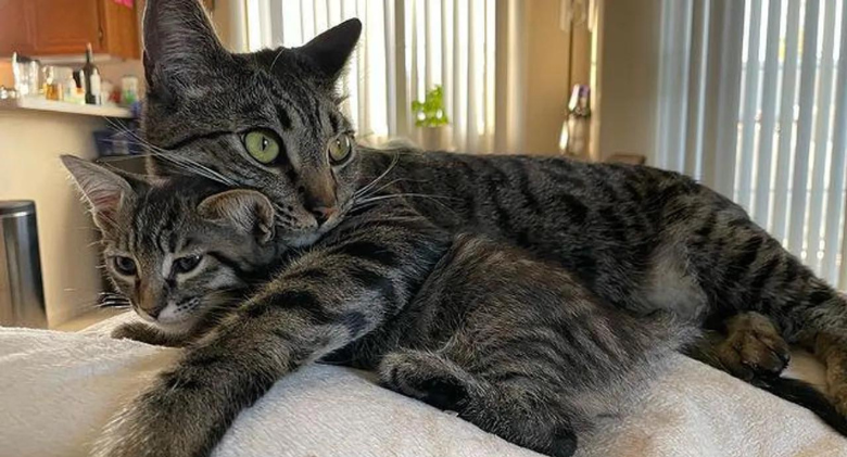 Find a Loving Cat to Help Raise Twin Kittens Who Needed a Mother