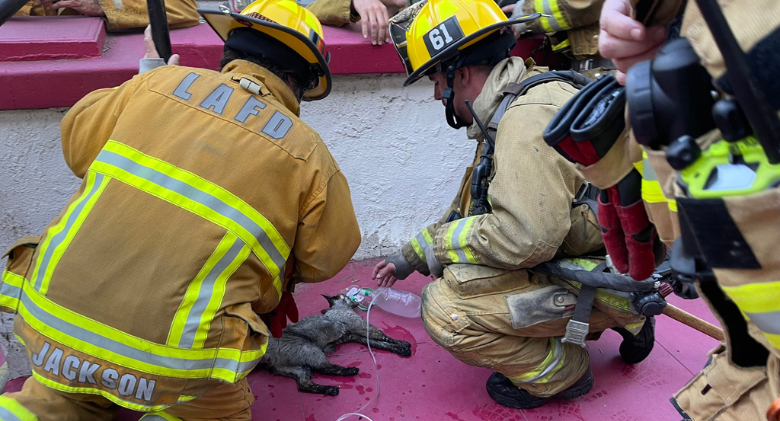 Firefighters in California save a cat found inside a burning apartment