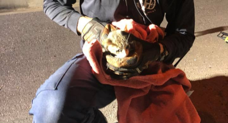 Firefighters in Texas save the kitten's life as it is swept out of a storm drain
