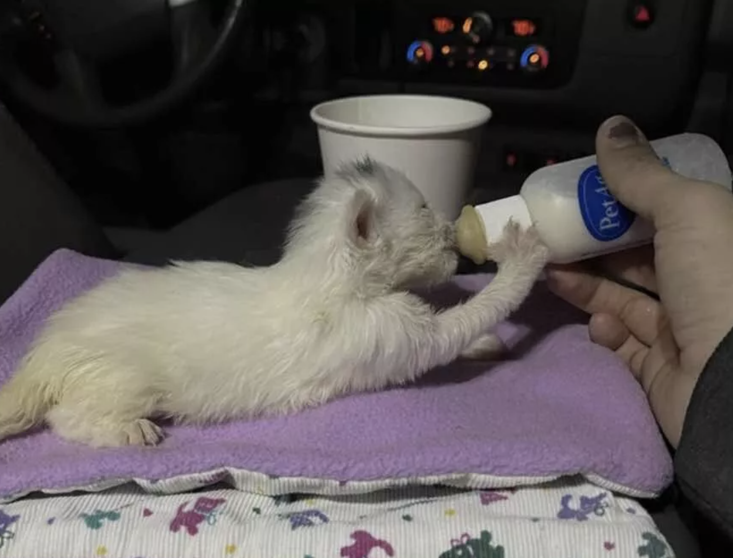 5 Newborn Kittens with Their Umbilical Cords Attached are Rescued From