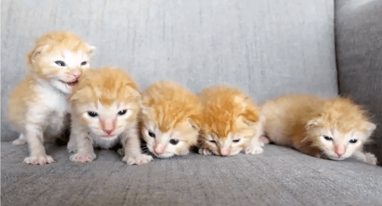 Five abandoned ginger kittens receive timely assistance