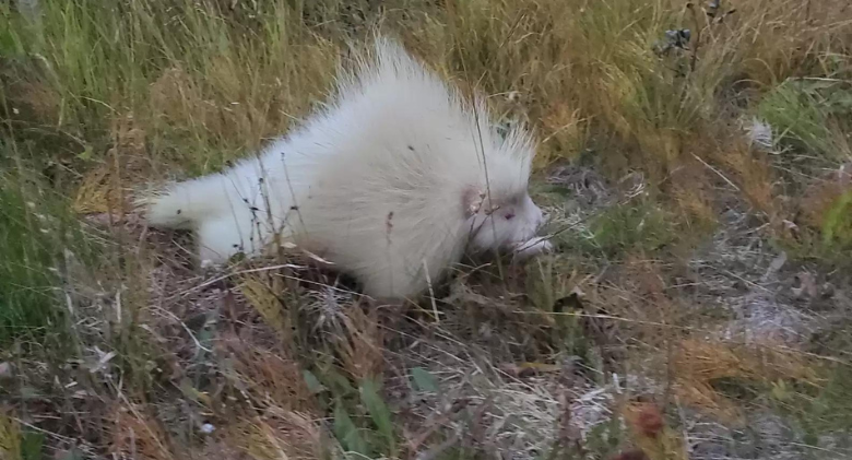 Following the discovery of a white "rock" on the side of the road by a woman