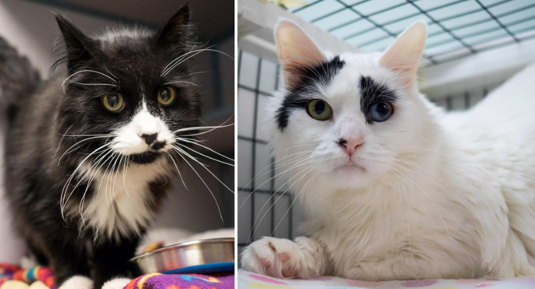 For the beloved cat she lost, a woman pays adoption fees for mature cats in rescue!