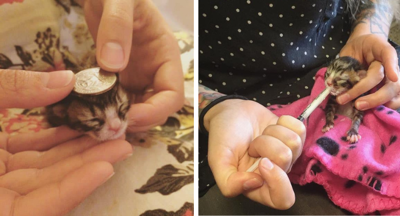 Foster Caregiver Saves Day Old Kitten