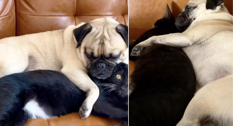 Foster kitten that is timid is fixated on being spooked by his new dog brother